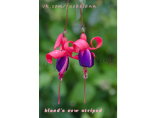 ������ Bland's New striped