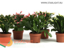 ������������� (20) 155.00