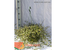 ���������� ����� (60) 695.00