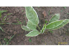 P 20160619 203459 1 p.jpg