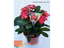 ������� ������� ����� (20) 255.00