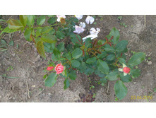 P 20160623 184254 1 p.jpg