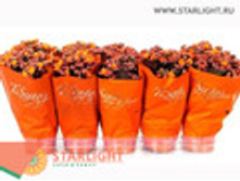 �������� ��������� (20) 145.0