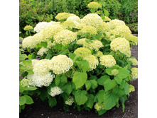 Hydrangea (���������) arb. Bounty 3-4 ��� - 2,52