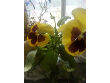 IMG 20160626 100127.jpg