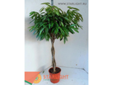 ����� ���� ������ ���� (180) 11 995.00