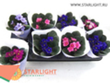 �������� ����� ������� (20) 195.00