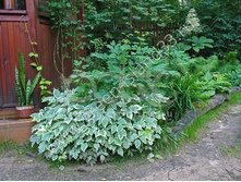 ����� ��������� 50