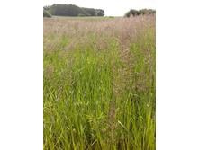 IMG 20160616 171129.jpg