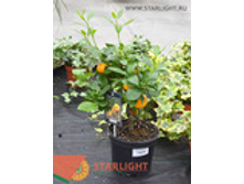 ��������������� (40) 1 995.00