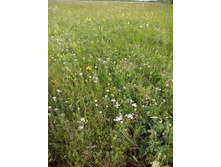 IMG 20160616 170713.jpg