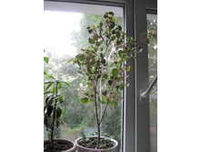 ������ �������, �������). 02.06.2016.