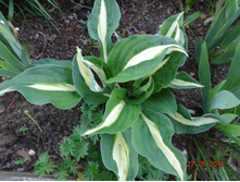 ����� "����� ������"  -  Hosta  "Risky Business"   ����� ����� ������    ������ ����� ����� ���������� ������, �������� ԣ����  ��̣��� ����, � ����� ���������� ����� ����� �������. � ������� �������� �������� �������� ���������� � �������������. ����� ��