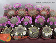 ������ ���������� (12) 155.00