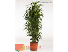 ������� ������ ����� (190) 17 500.00