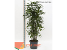 ����� �������� (250) 16 995.00