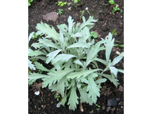 ������ �������� ������� ���� 50 ���