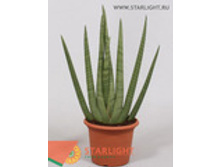 ���������� �������� (120) 3 995.00