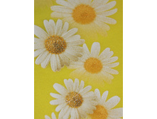 5162 3 legensi jeltie risynok.jpg