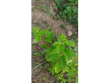 P 20160616 190843 1 p.jpg