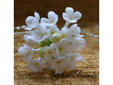 ������� ��� ����� "����� ������"