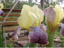 ���� �����-�������� (�ϣ ����)