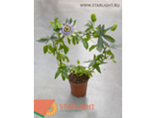 ���������� (115) 1 350.00