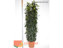 ����� ������������ (200) 11 995.00