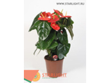 �������� ��� ������ (75) 995.00