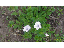 P 20160623 190439 1 p.jpg