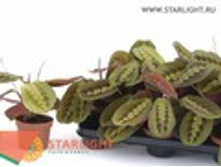 ������� ���������� (30) 195.00