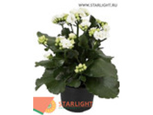 �������� ����� (25) 145.00