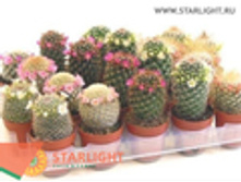 ������ ���������� (10) 155.00