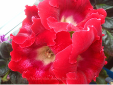 ������ ��������