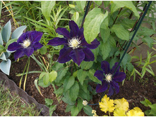 �������� �����