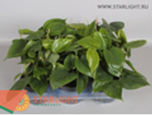 ����������� �������� (20) 225.00