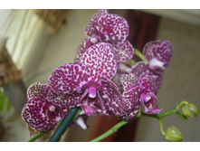 ���� (4).JPG