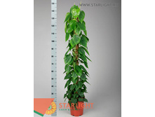 ����������� �������� (150) 3 995.00