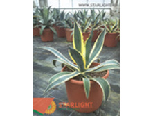 ����� (70) 5 550.00