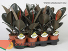 ����� �������� ������� (45) 245.00