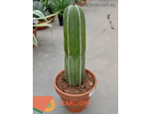 ������ ������ (70) 3 550.00