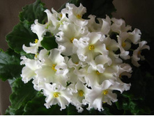 Golden Autumn (����-����)