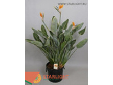 ��������� ������� (130) 5 995.00