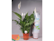 ����������� ���� �������� (100) 995.00