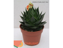 ���� ����� (25) 395.00