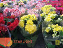 ������� �������� (35) 295.00