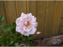 ��� ����