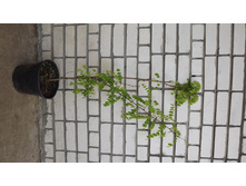 ������ (V12-15�)