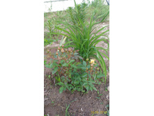 P 20160616 191137 1 p.jpg