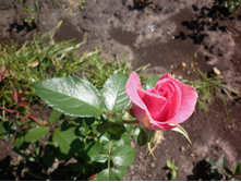 �� "����� ������"